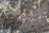 Polished Petrified Shrinkwood Slab - Nevada #166432-1